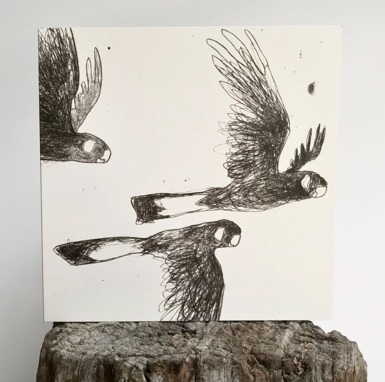 Gently Flapping, Calmly Calling (Black Cockatoos) Greeting Card