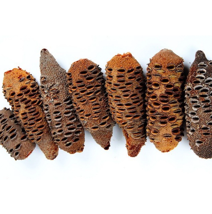 Australian Banksia Aroma Pod
