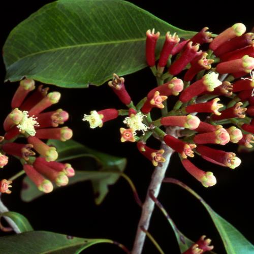 The Green Store Pure Essential Oils 10ml - 7 Varieties